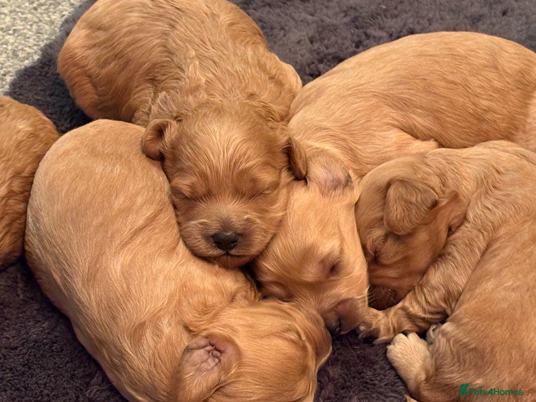 Cavapoo dogs for sale: Stunning Litter of F1B Cavapoo Puppies - Image 3