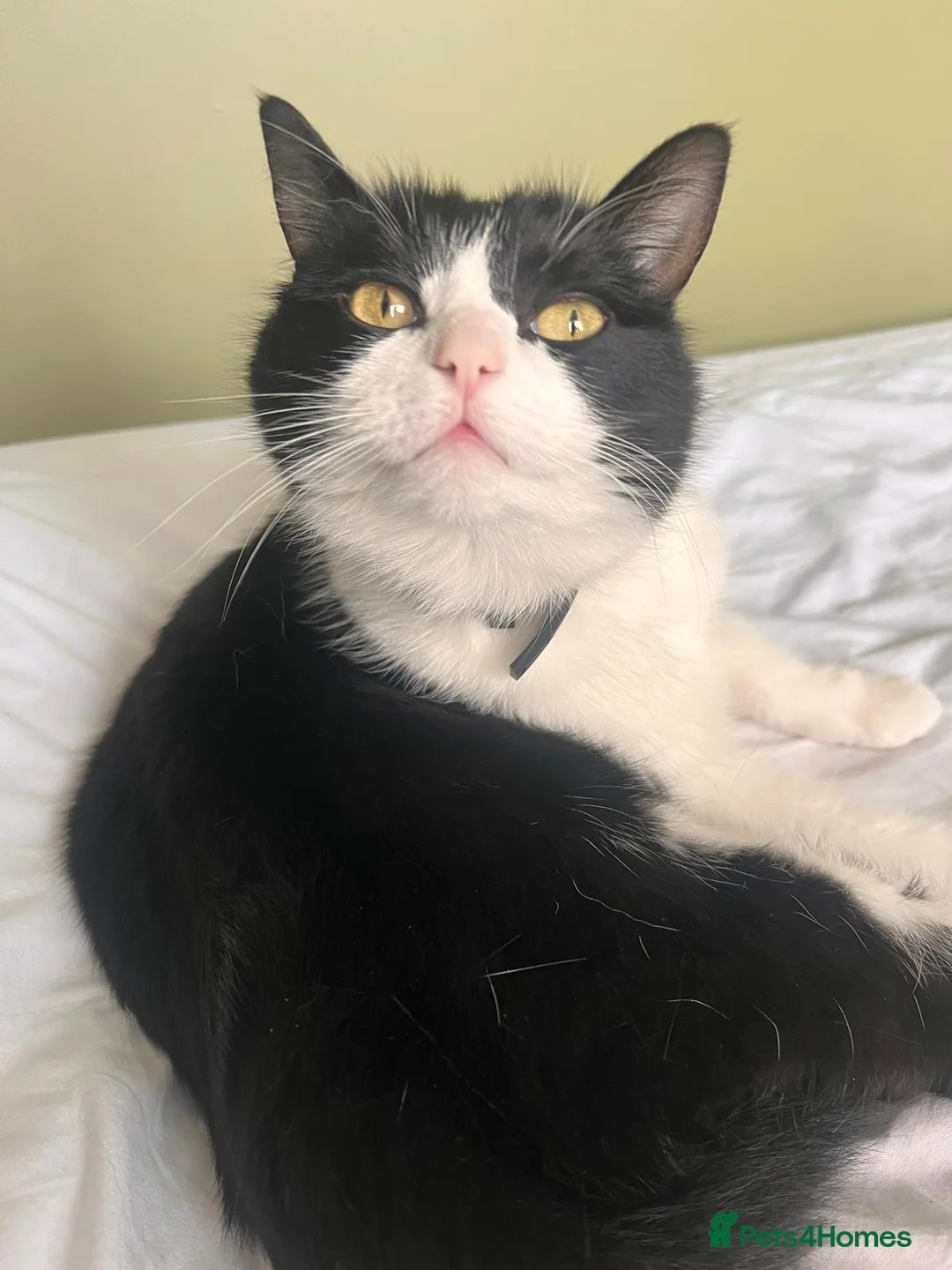 Mixed Breed cats for sale: Friendly loving Cat  - Advert 2