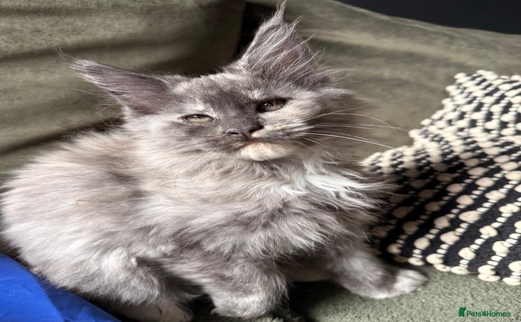 Maine Coon cats - Advert 13