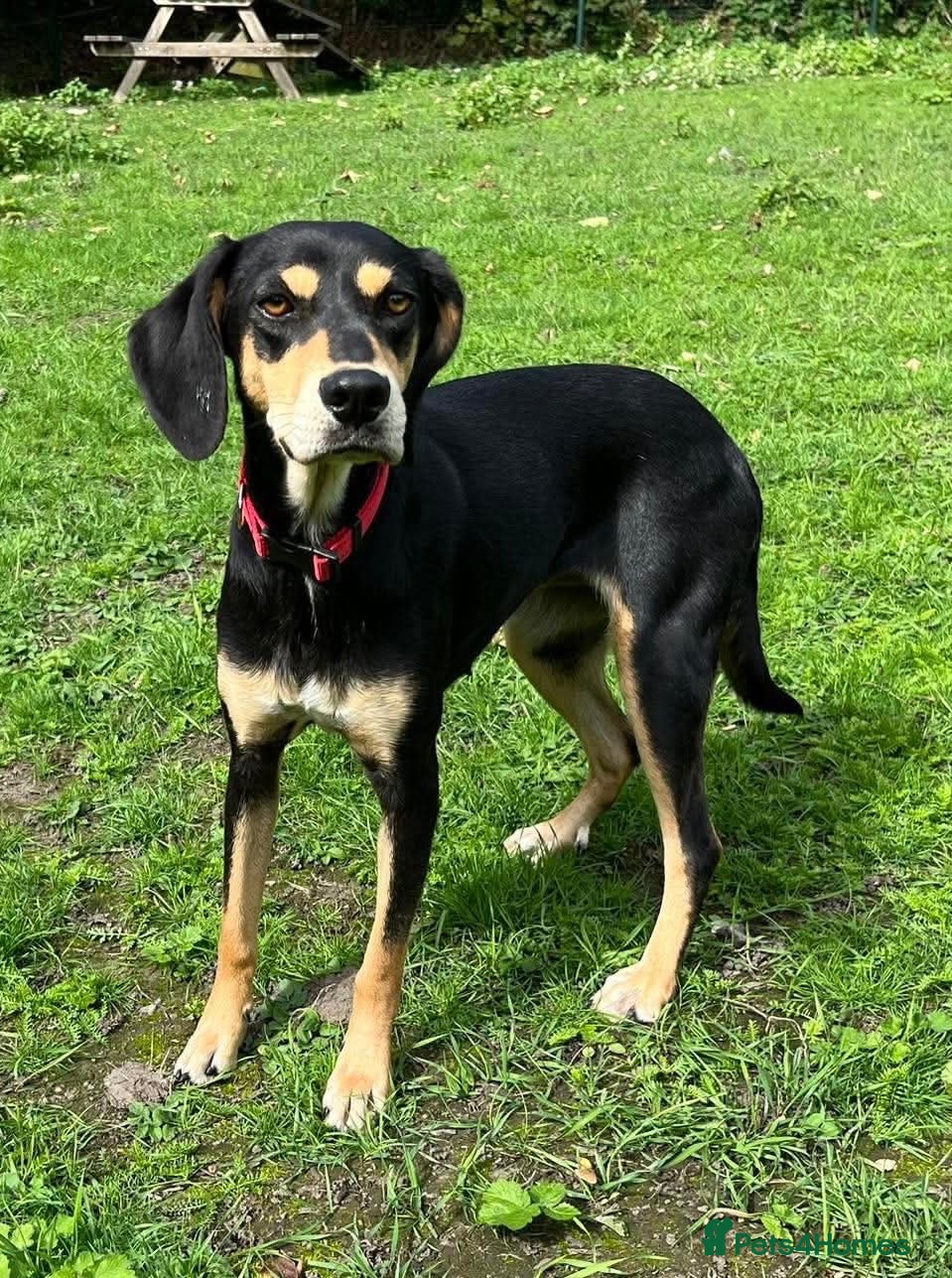 Mixed Breed dogs Tilly needs a loving home  - Advert 6