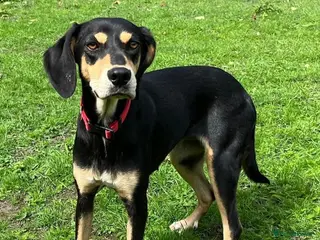 Mixed Breed dogs Tilly needs a loving home - Advert 6