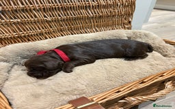 Cocker Spaniel dogs for sale: Beautiful working Cocker Spaniel puppies - Image 5