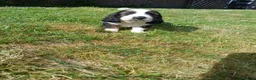 Mixed Breed dogs for sale: Basset x beagle puppies  in Rhayader - Advert 8
