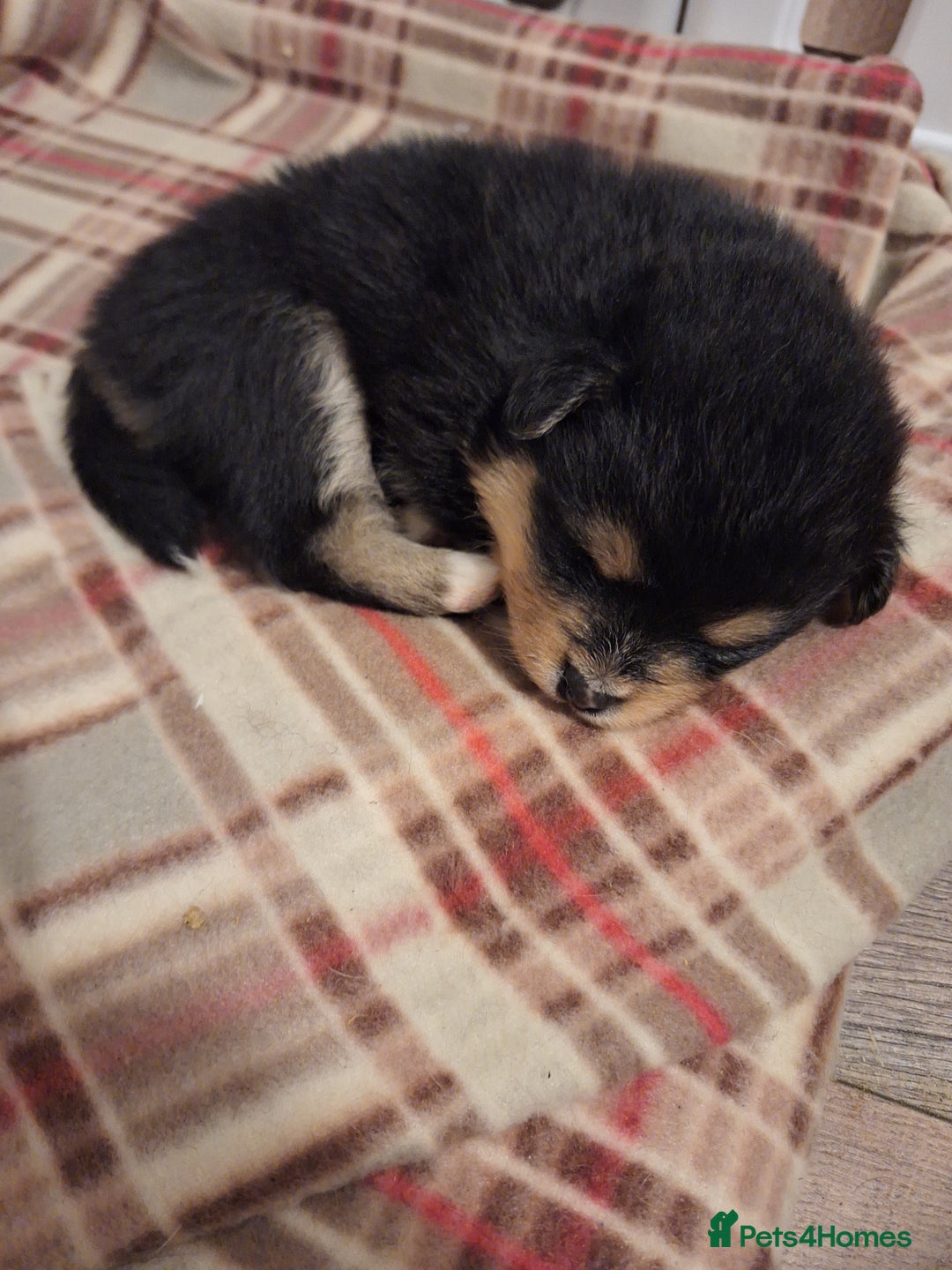 Pomeranian dogs for sale: Little cuties - Advert 15