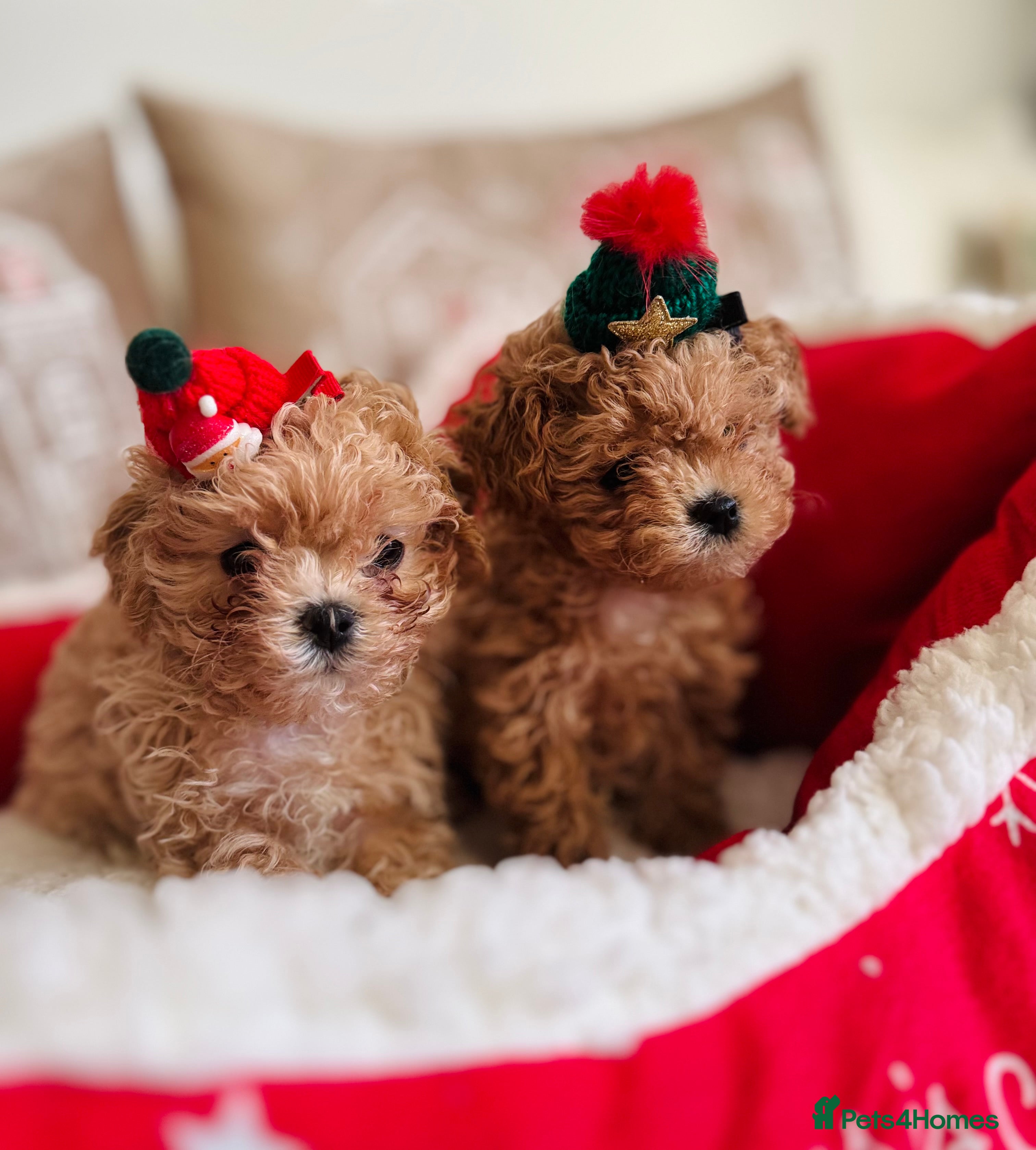 Maltipoo dogs ✨Outstanding Quality Tiny Asian Maltipoo Girls✨ - Advert 17