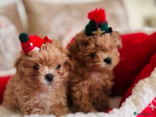 Maltipoo dogs ✨Outstanding Quality Tiny Asian Maltipoo Girls✨ - Advert 17