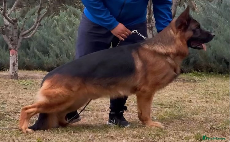 German Shepherd dogs - Advert 2