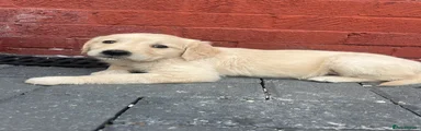 Golden Retriever 8