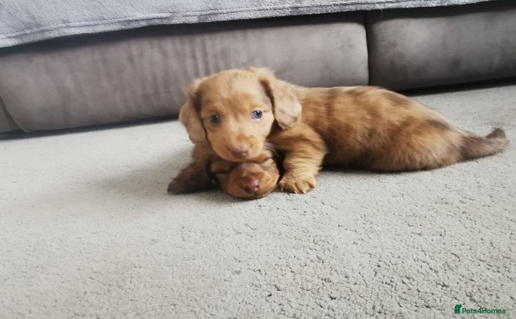 Miniature Dachshund dogs - Advert 13