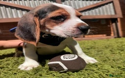Beagle dogs for sale: Beagle puppies ready for their new home. - Image 7