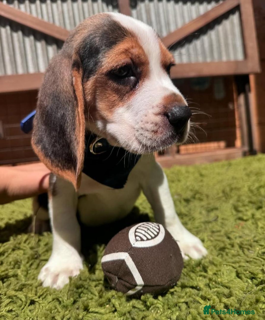 Beagle dogs for sale: Beagle puppies ready for their new home. - Image 7