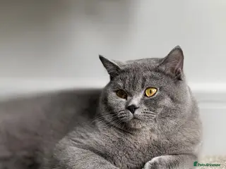 British Shorthair cats British shorthair Boy - Advert 17