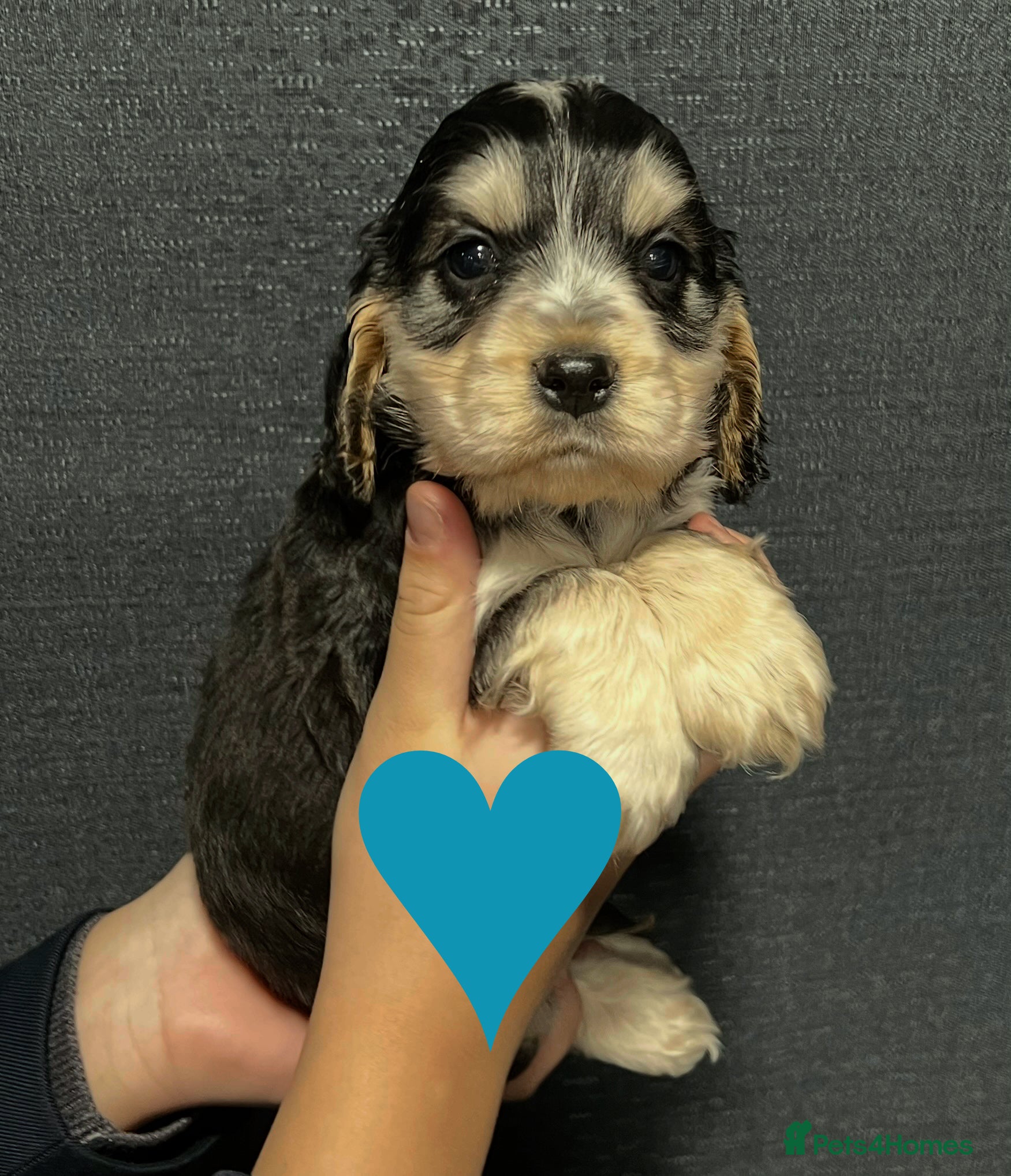 Cocker Spaniel dogs Show Cocker Spaniel puppies from DNA tested parent - Advert 3