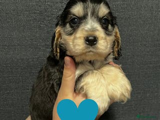 Cocker Spaniel dogs Show Cocker Spaniel puppies from DNA tested parent - Advert 12
