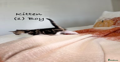 Mixed Breed cats - Advert 12
