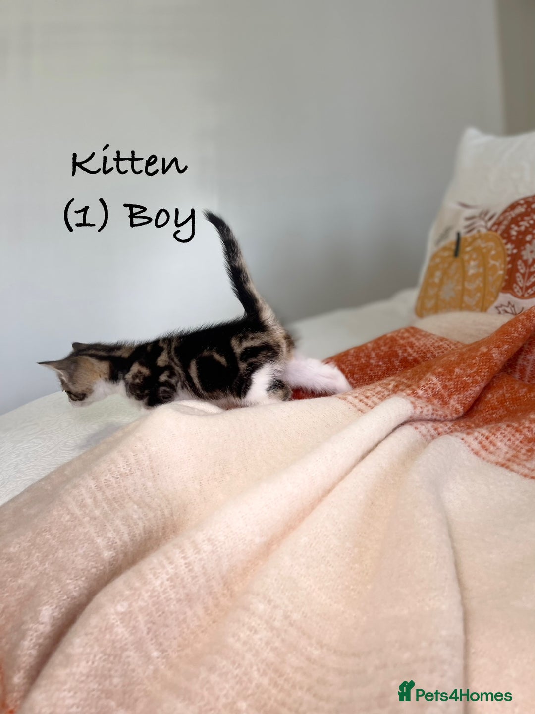 Mixed Breed cats for sale: Stunning kittens 8 weeks old ready now  - Image 3