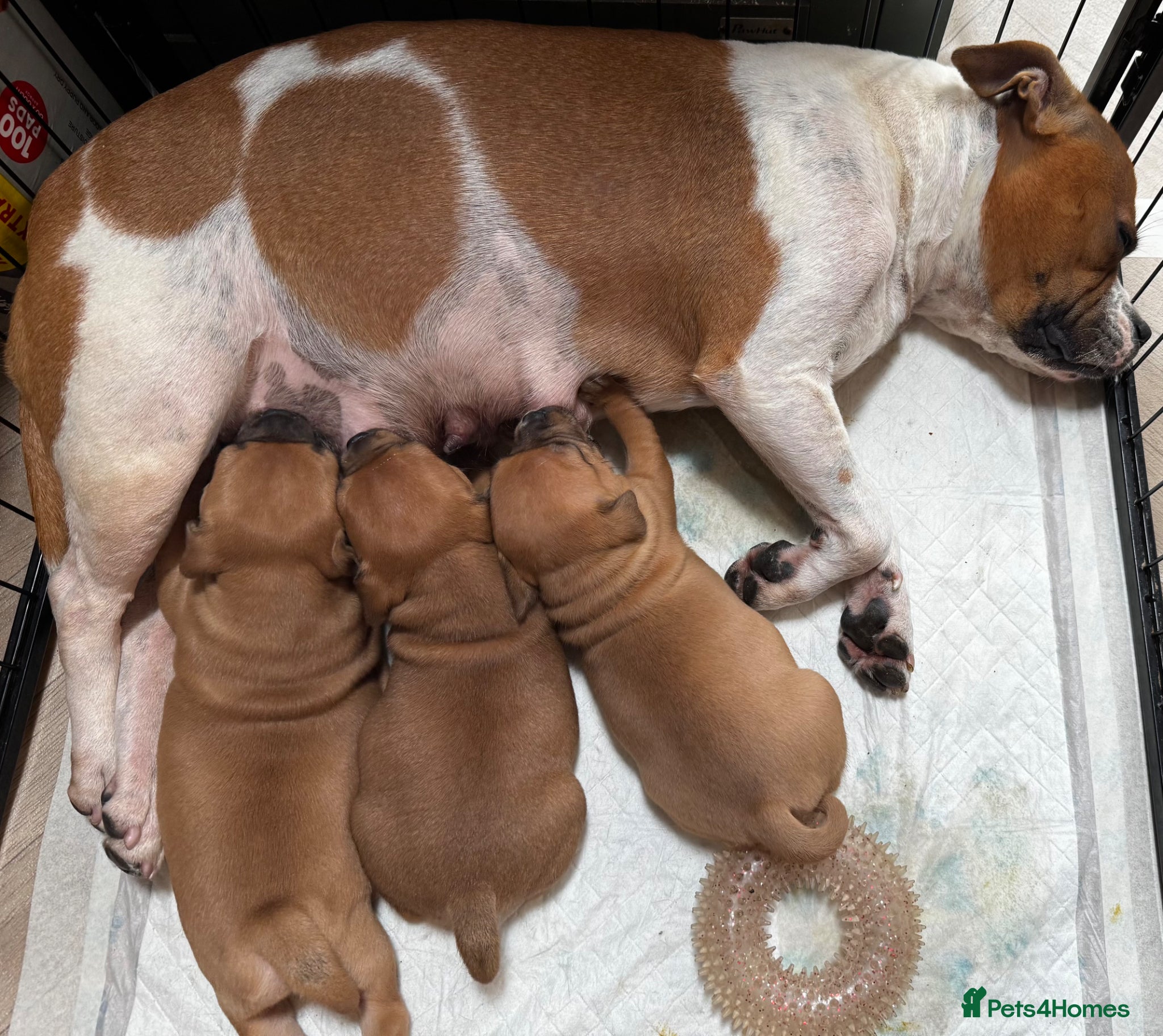 Staffordshire Bull Terrier dogs 🔥 KC REG RED STAFFY PUPPS–OUTSTANDING QUALITY 🔥 - Advert 2