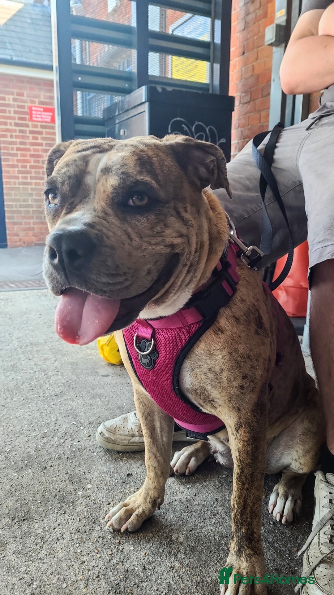 Mixed Breed dogs for sale: 8 month female dog - Image 4