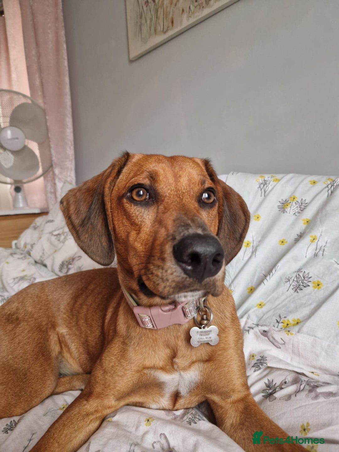 Mixed Breed dogs for adoption: Myrtle - 8 months, female Vizla mix - Image 4