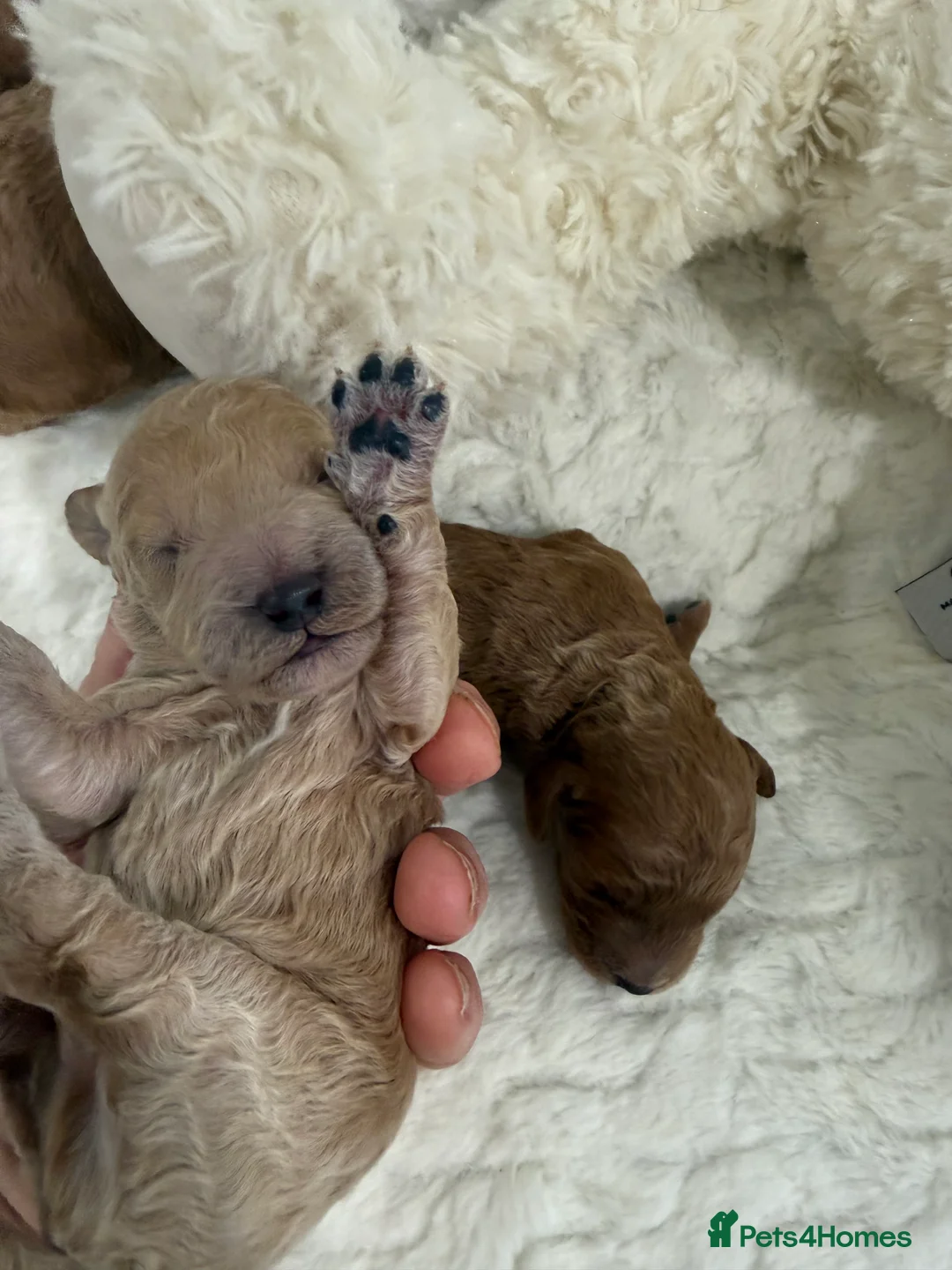 Miniature Poodle dogs for sale: 4 beautiful abstract boys available.  - Advert 6