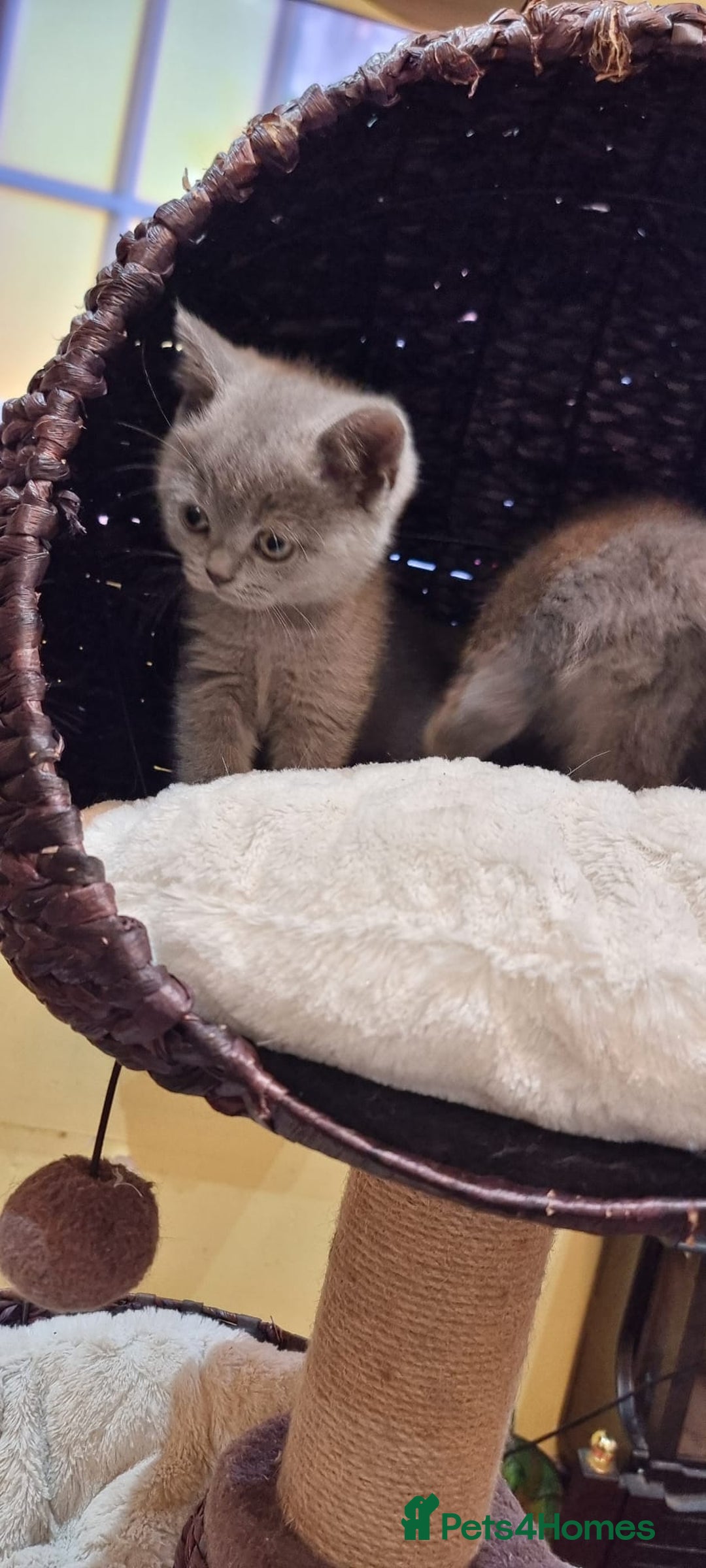 British Shorthair cats for sale: Britsh shorthair Pure blue boys  - Image 6
