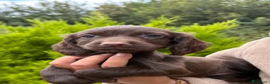 Sprocker 8