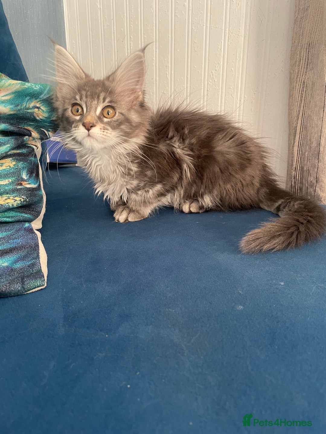 Maine Coon cats for sale:  3 beautiful pedigree Maine coon kittens  - Advert 7