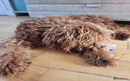 Irish Doodle dogs for sale: 1 year old setterpoo/Irish doodle - Image 11