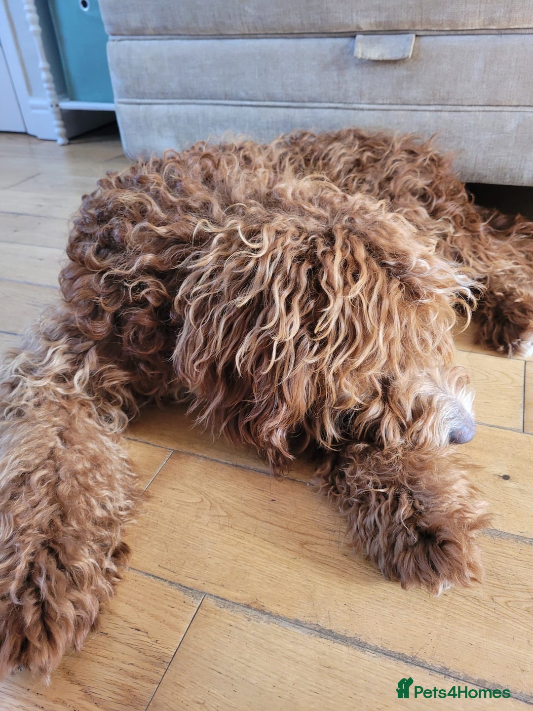Irish Doodle dogs for sale: 1 year old setterpoo/Irish doodle - Image 11