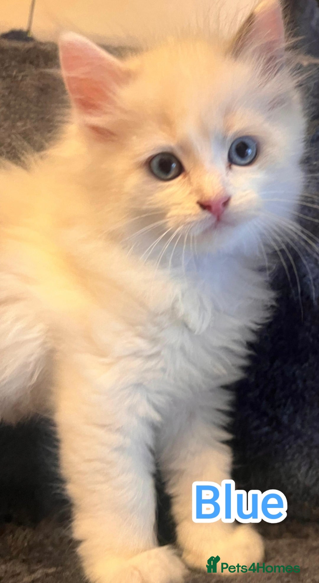 Ragdoll cats for sale: Beautiful Ragdoll Kittens GCCF registered  - Image 10