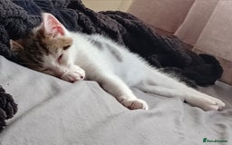 Mixed Breed cats for sale: 11 weeks old mixed breed brother and sister  - Image 3