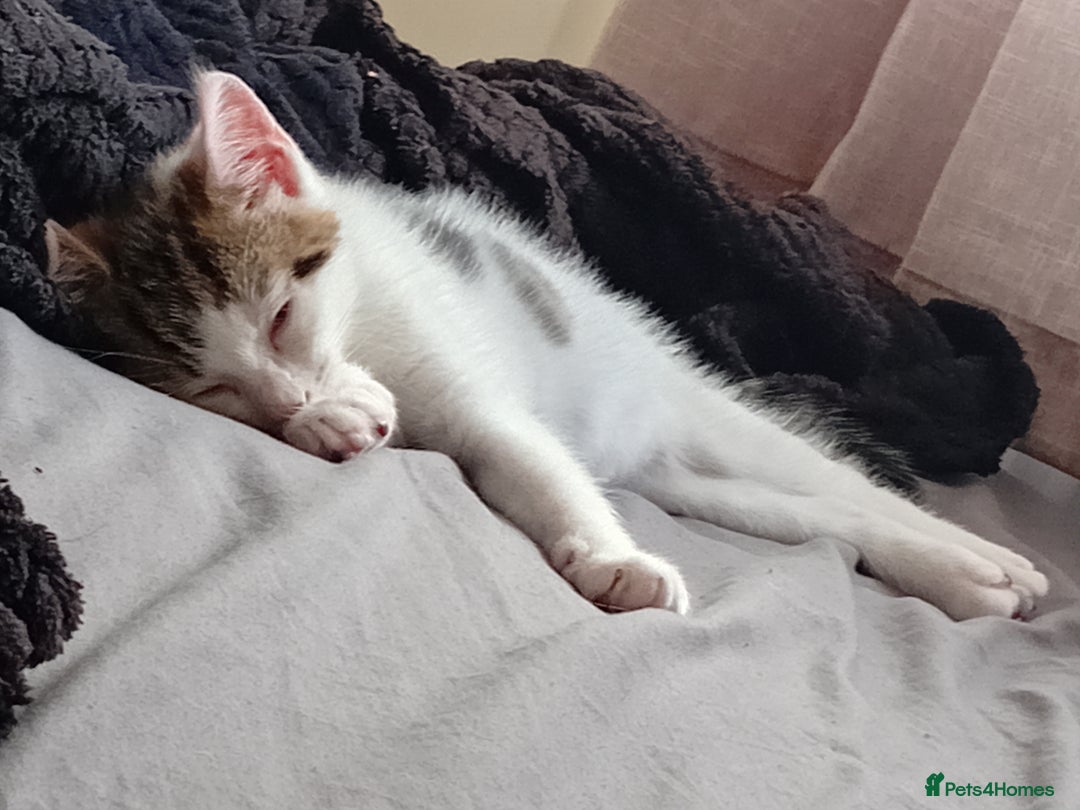 Mixed Breed cats for sale: 11 weeks old mixed breed brother and sister  - Image 3
