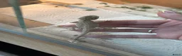 Bearded Dragon reptiles for sale: Baby bearded dragons  - Advert 5