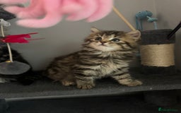 Mixed Breed cats for sale: Maine coon x Persian  - Image 24