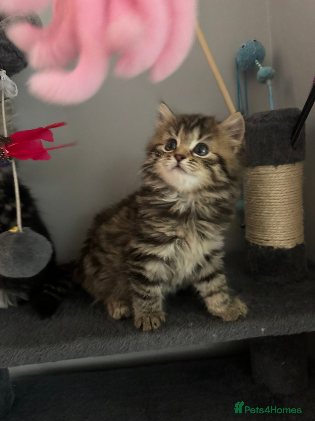 Mixed Breed cats for sale: Maine coon x Persian  - Image 24