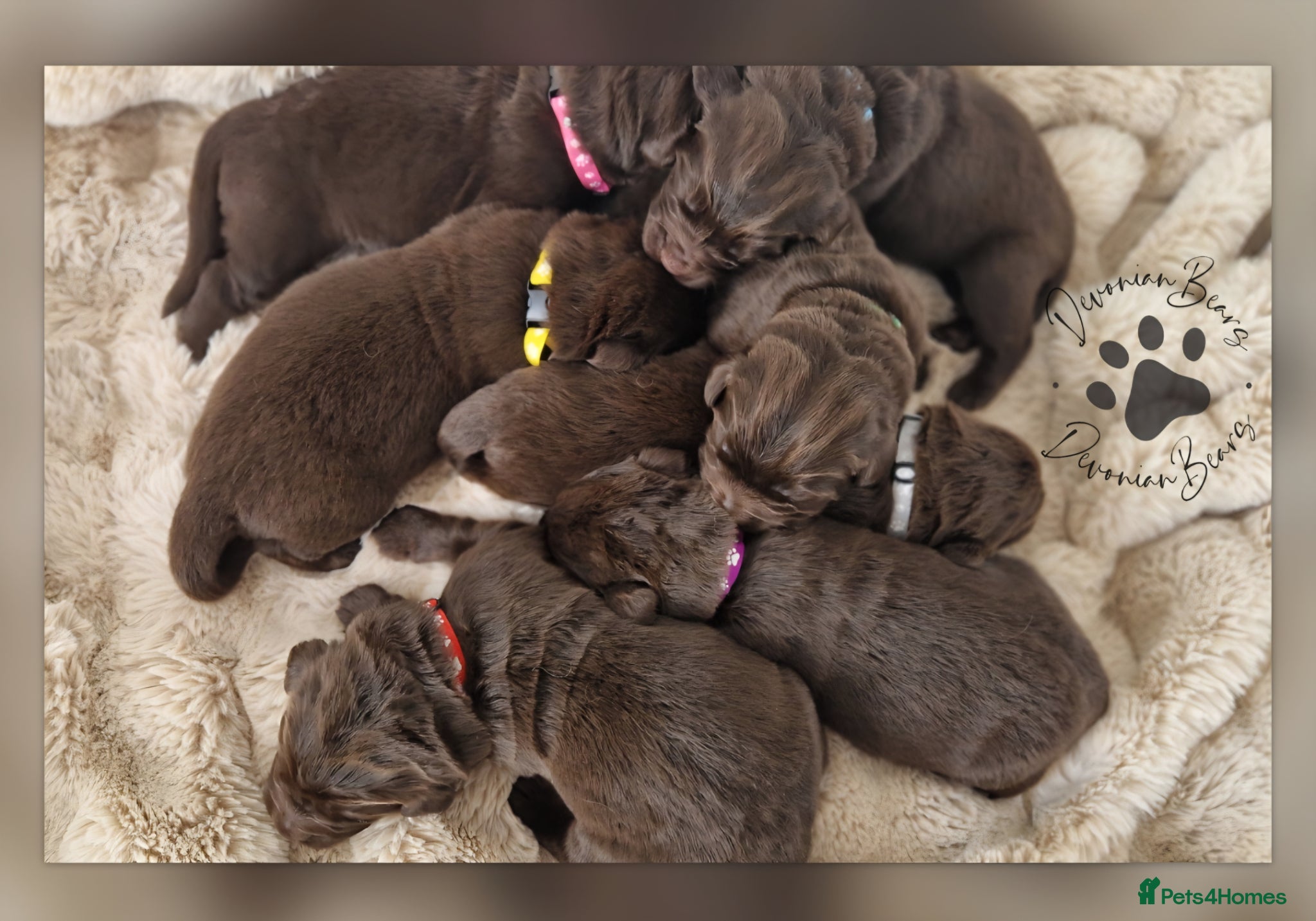 Newfoundland dogs FULLY Health tested Newfoundlands  - Advert 6