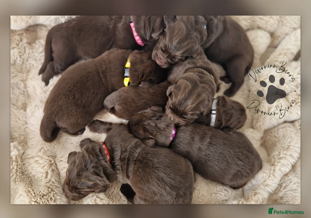 Newfoundland dogs for sale: FULLY Health tested Newfoundlands  - Advert 1