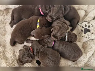 Newfoundland dogs FULLY Health tested Newfoundlands - Advert 6