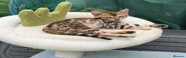 Bengal 3