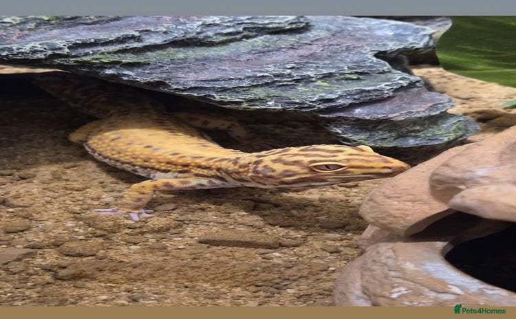 Leopard Gecko reptiles - Advert 1
