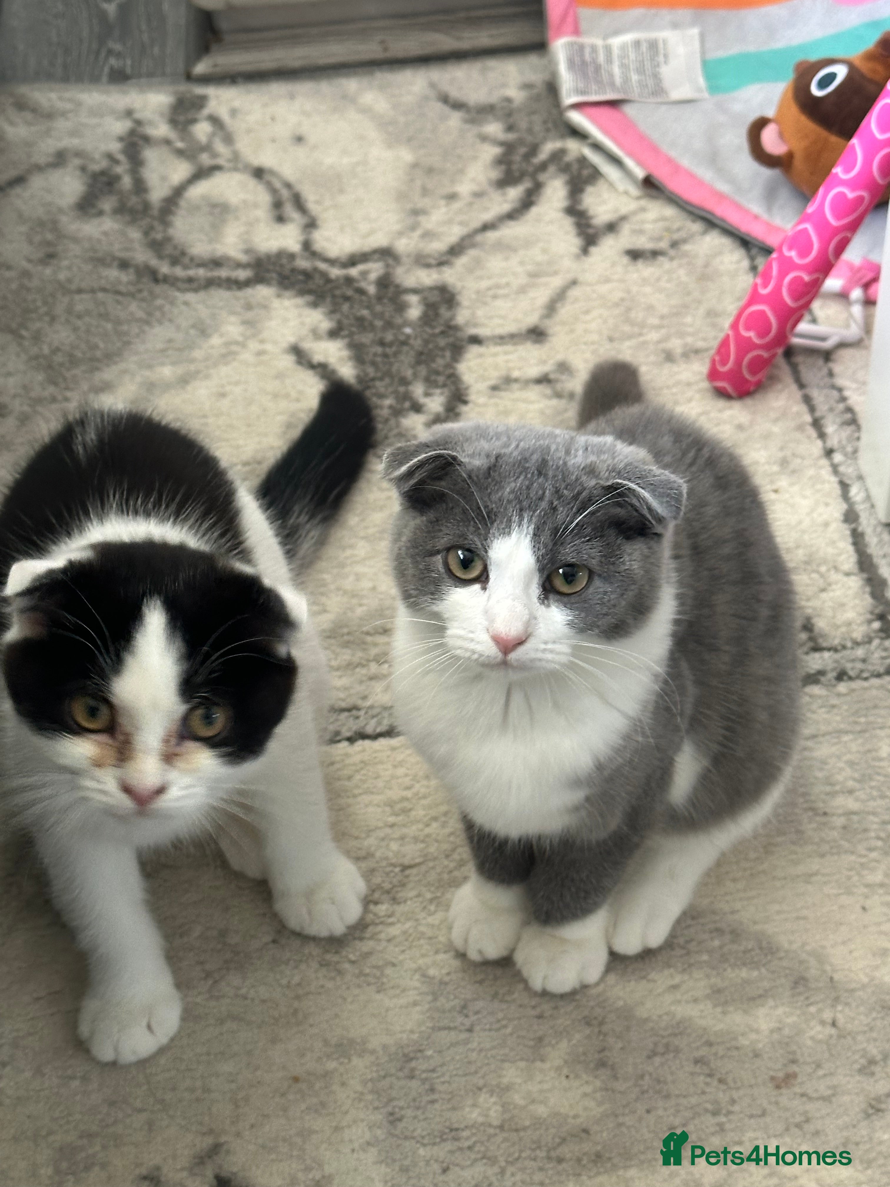 Scottish Fold cats Cate and Lilly  - Advert 13