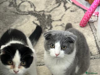 Scottish Fold cats Cate and Lilly - Advert 20