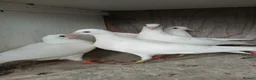 Pigeons birds for sale: Young pure white logan racing pigeons for sale - Advert 2