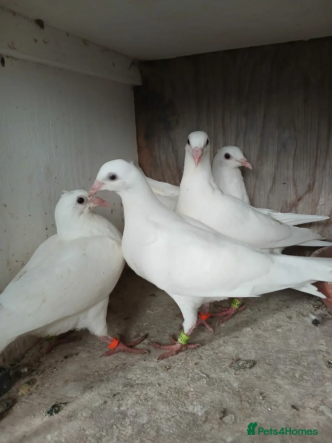 Pigeons birds for sale: Young pure white logan racing pigeons for sale - Advert 2