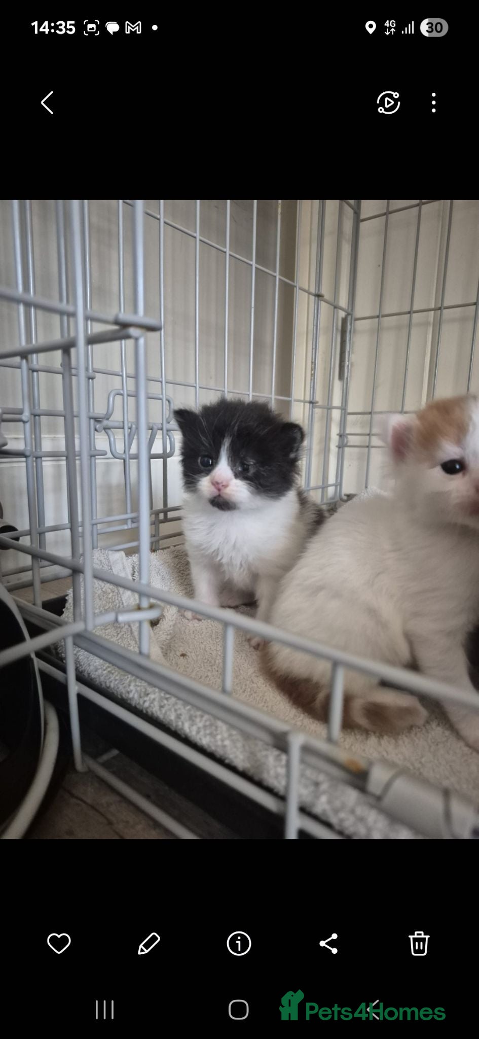Turkish Van cats Ready to leave babies x3 black and white  - Advert 1
