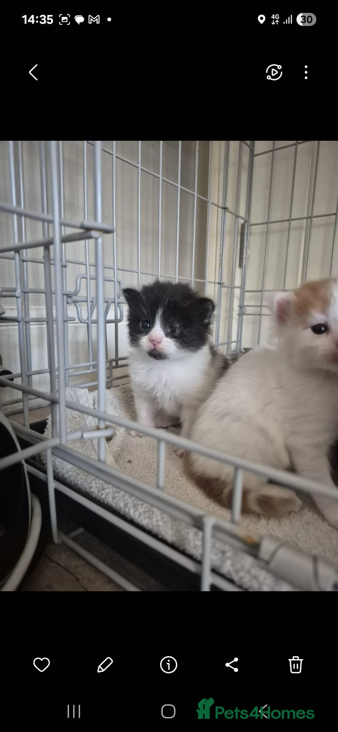 Turkish Van cats for sale: Ready to leave babies x3 black and white  - Advert 1