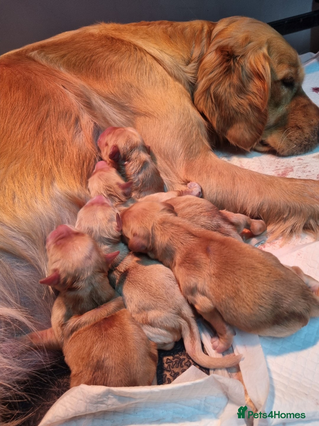 Golden Retriever dogs for sale: Stunning KC Registered Golden Retriever Puppies  - Advert 14