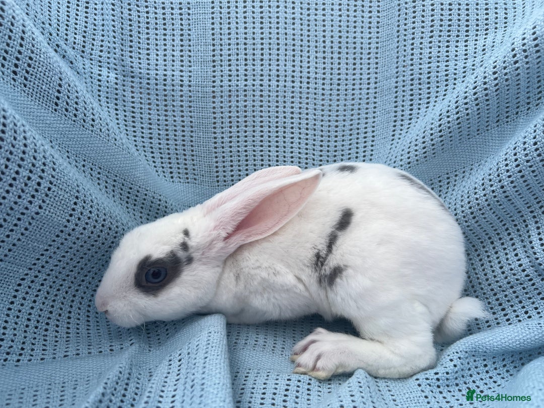 Rex rabbits for sale: Adult and babies  - Image 13
