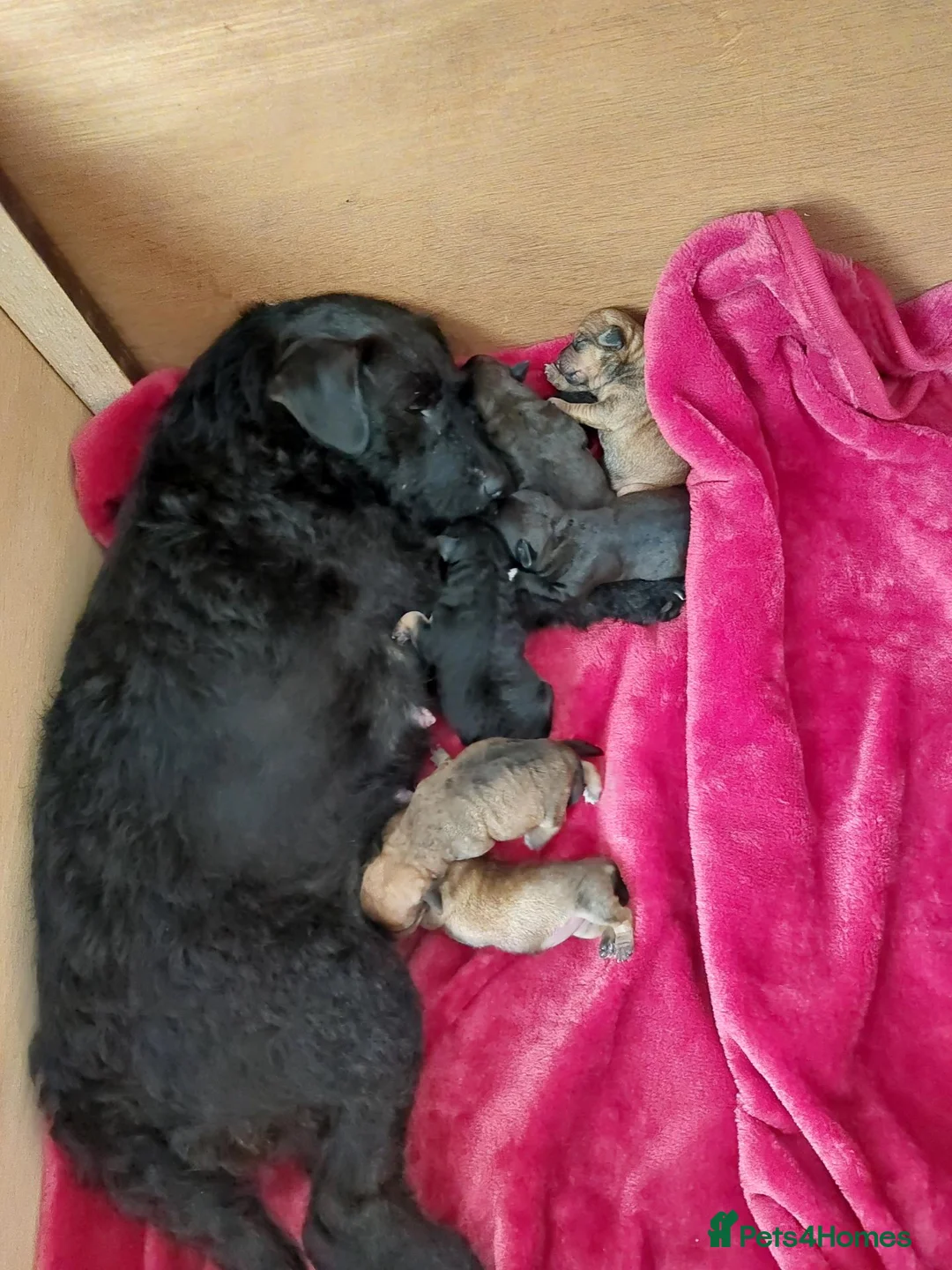 Patterjack dogs for sale: Patterjacks - Advert 29
