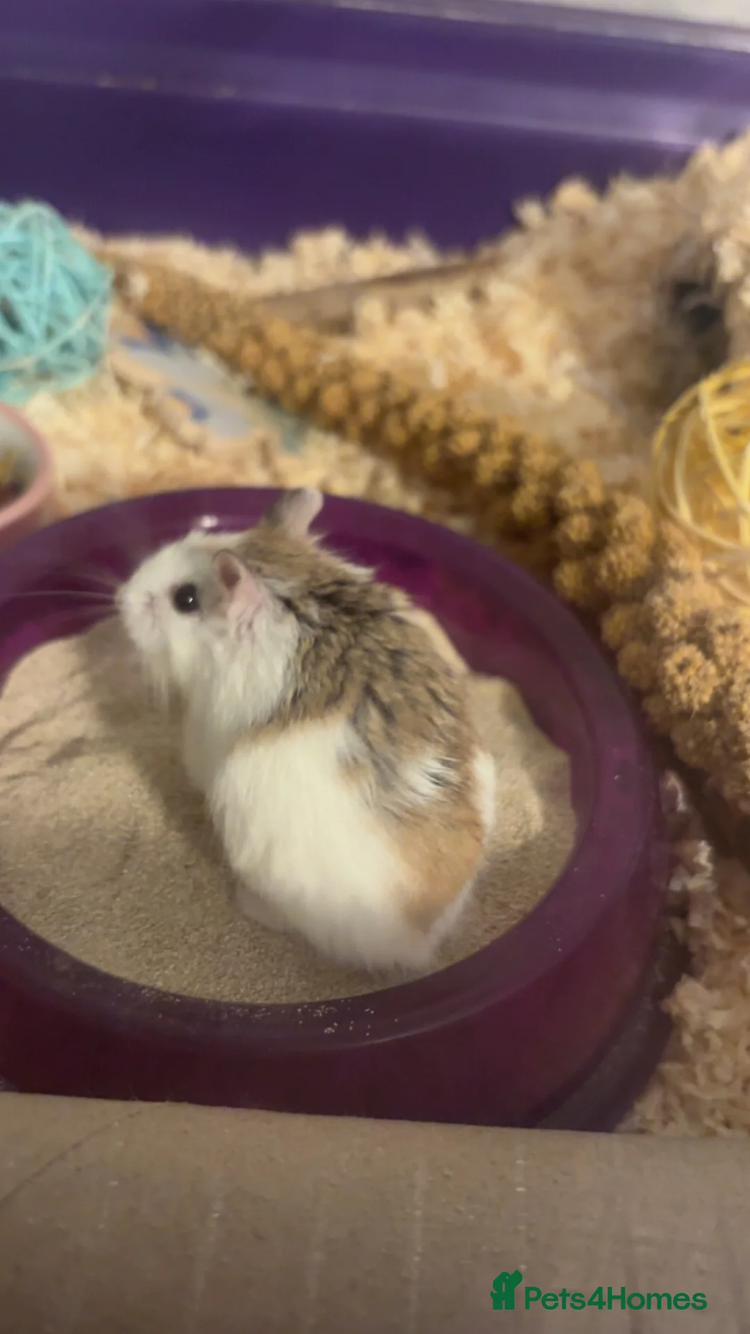 Hamster rodents for sale: Sonic the Robo hamster in Stourbridge - Advert 2